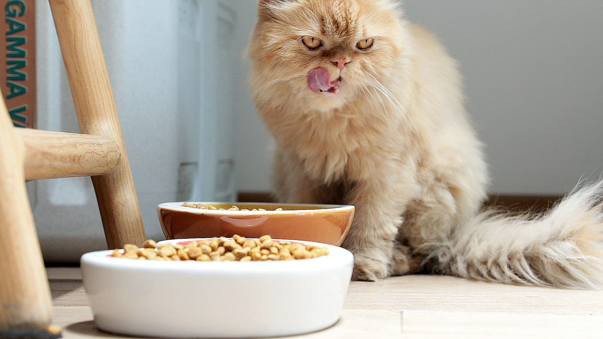 Cómo alejo a mi gato de la cocina y la mesa mientras comemos